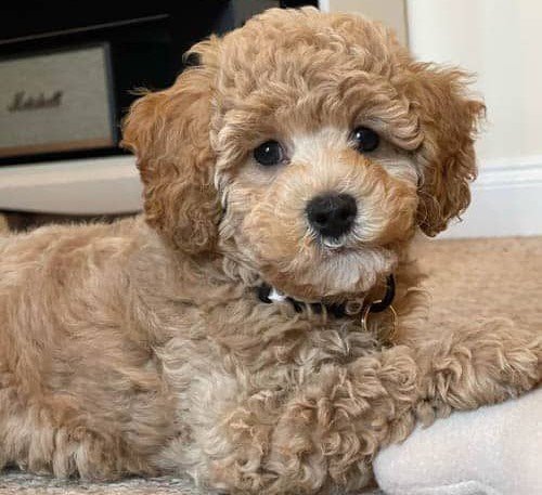Poodle for Sale in Hyderabad
