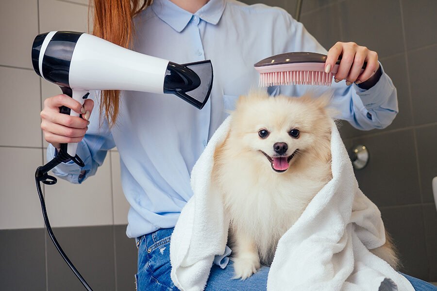 About Premium Doggies - Ethical Dog Breeders