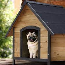 About Premium Doggies - Ethical Dog Breeders