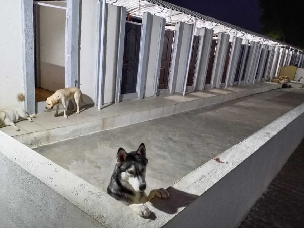 About Premium Doggies - Ethical Dog Breeders
