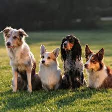 About Premium Doggies - Ethical Dog Breeders