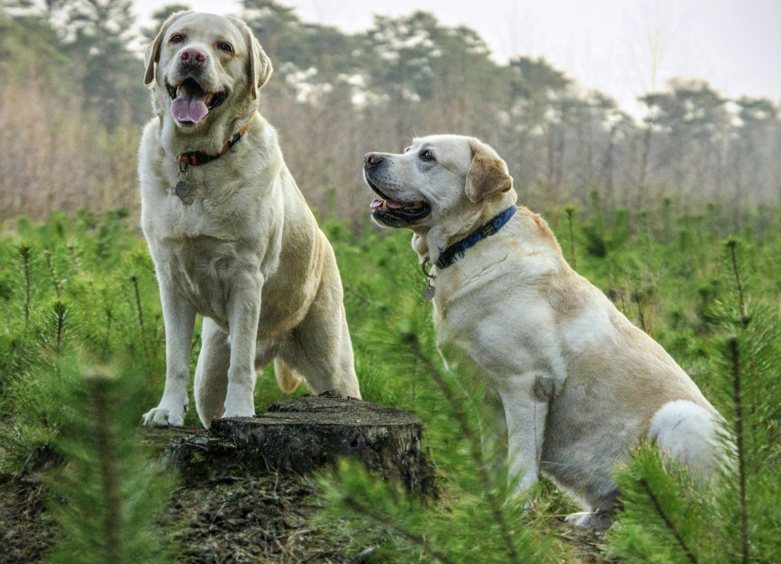 About Premium Doggies - Ethical Dog Breeders