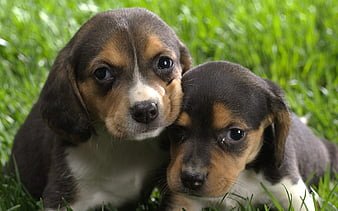 Beagle