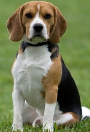 Beagle Background