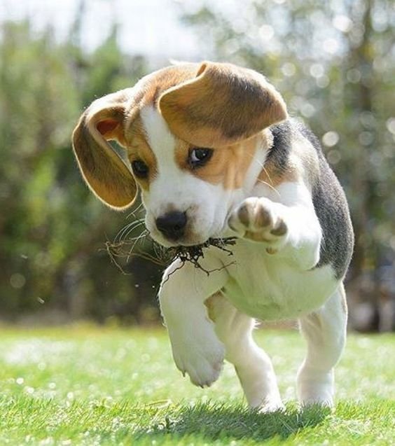 Beagle for Sale in India