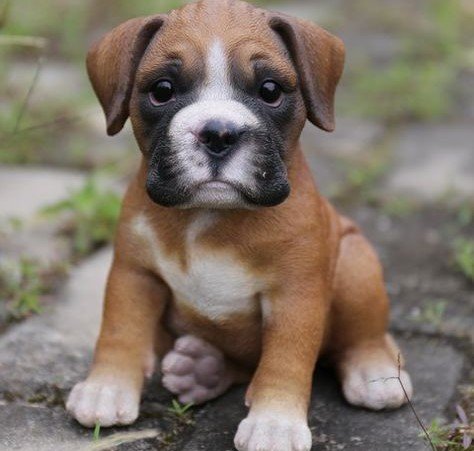 Boxer Background