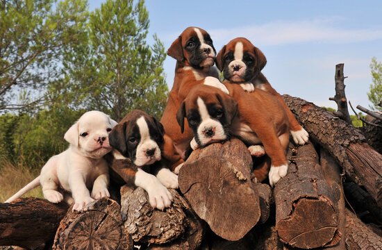 Boxer Puppy
