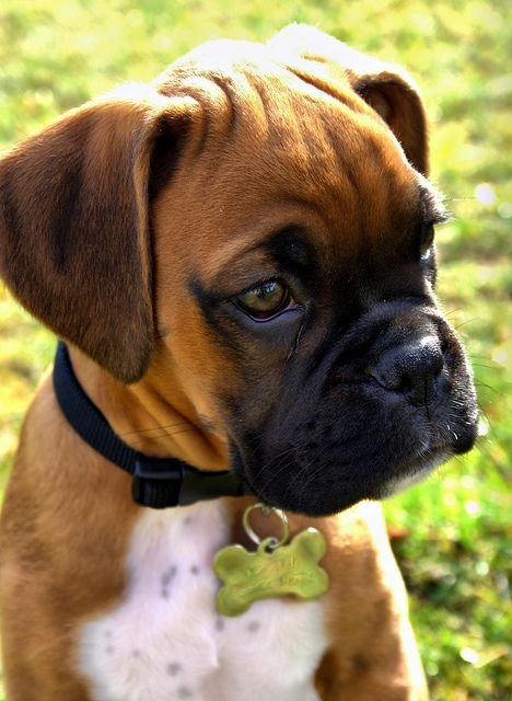 Boxer for Sale in India