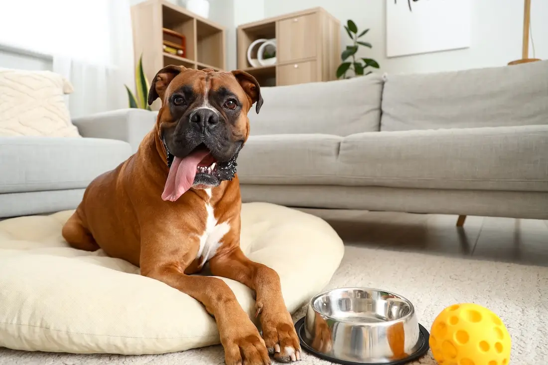 Best Names For Dogs In India