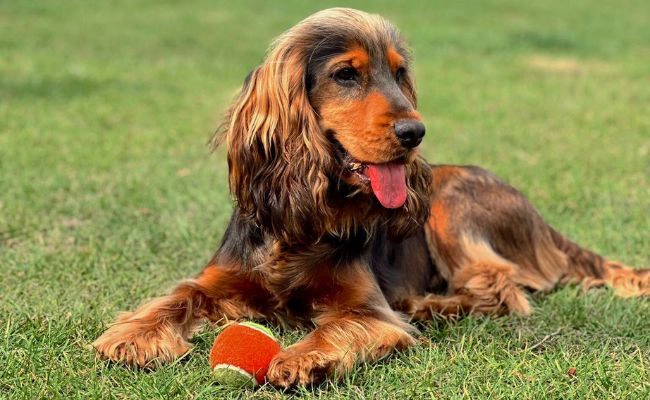 Cocker Spaniel Background