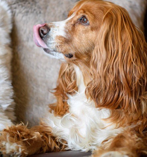 Cocker Spaniel Puppy