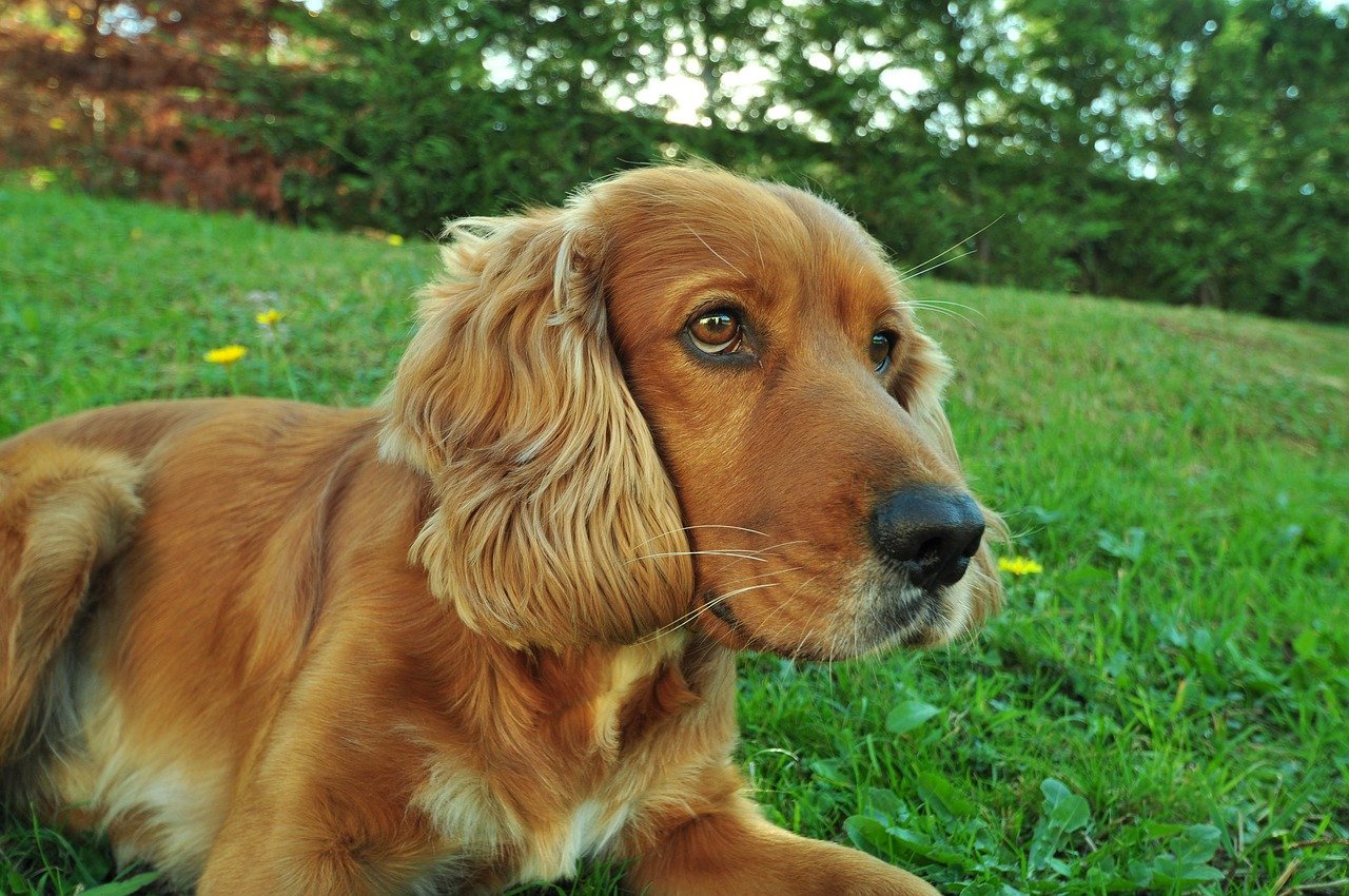 Cocker Spaniel for Sale in India