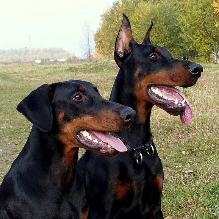 Doberman Background