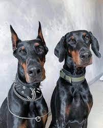 Doberman Puppy