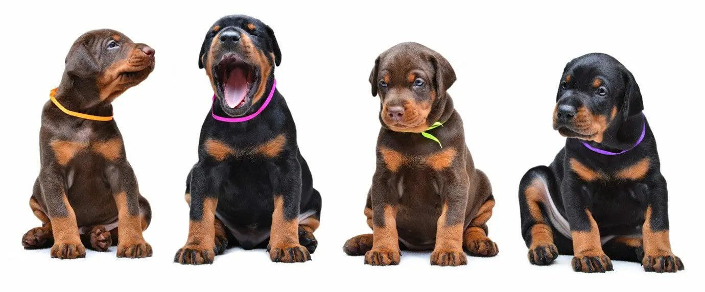 Doberman for Sale in India