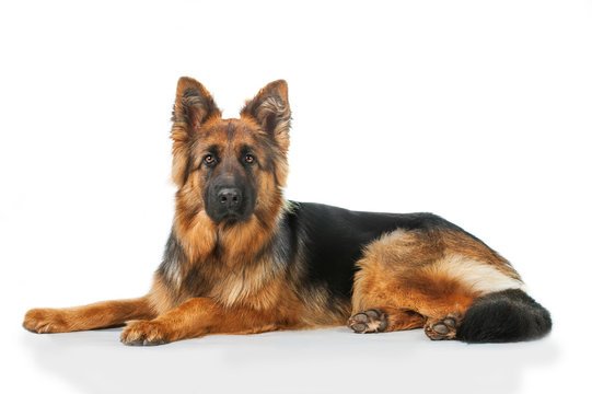 German Shepherd