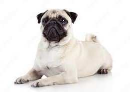 Pug