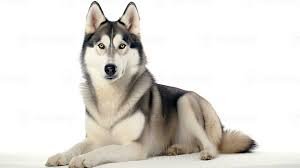 Husky