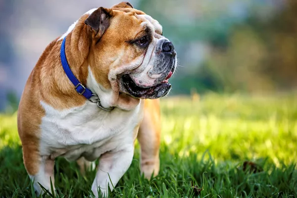 English Bulldog