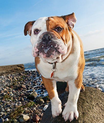 English Bulldog Background
