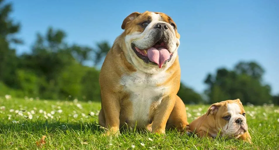 English Bulldog for Sale in India