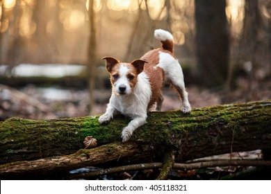 Premium Doggies - Best Dog Breeders in India