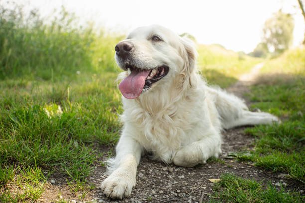 Golden Retriever Background