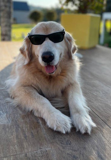Golden Retriever Puppy