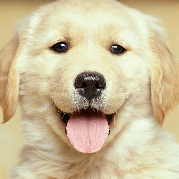 Golden Retriever for Sale in India