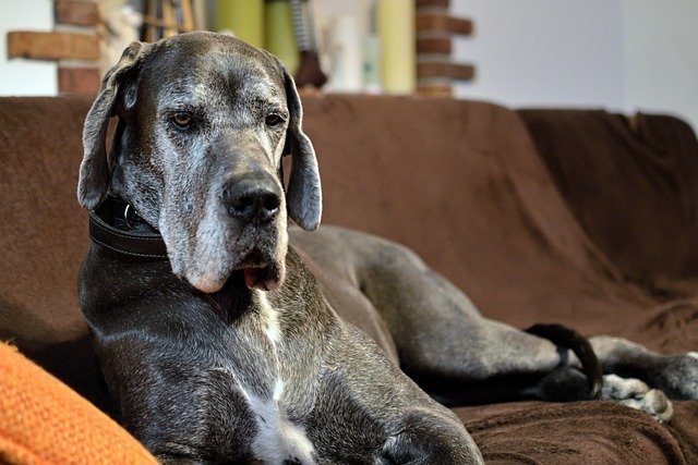 Great Dane