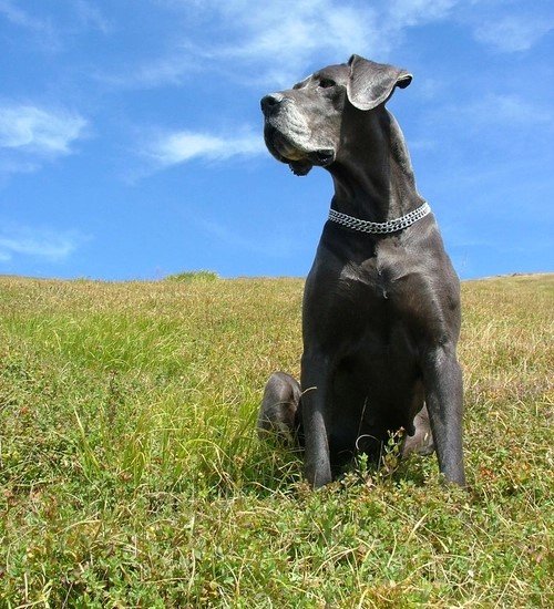 Great Dane Background