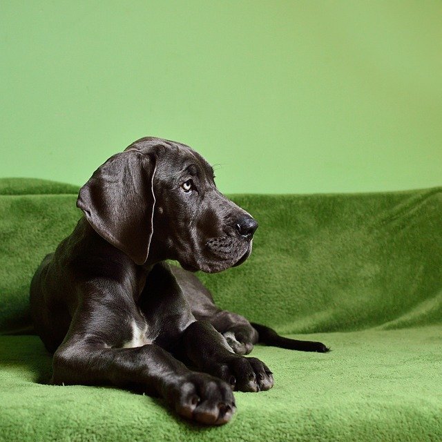 Great Dane for Sale in India