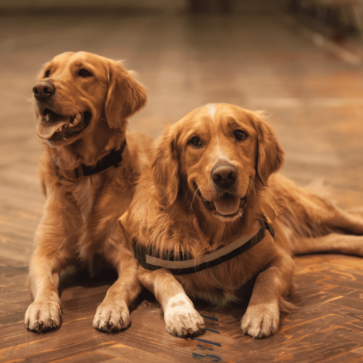 Premium Doggies - Leading Dog Breeder and Pet Service in India