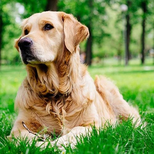 Premium Doggies - Leading Dog Breeder and Pet Service in India