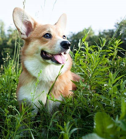 Dog Center