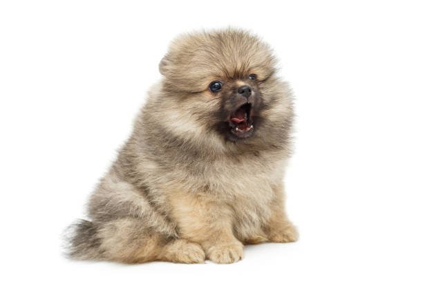 Toy Pomeranian