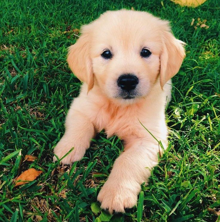 Insured dog small 1