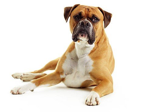 Dog Decor