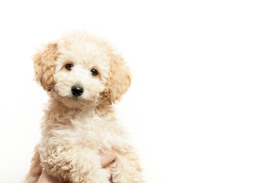 Poodle