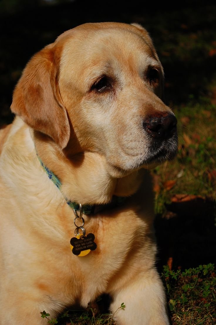 Labrador Retriever Background