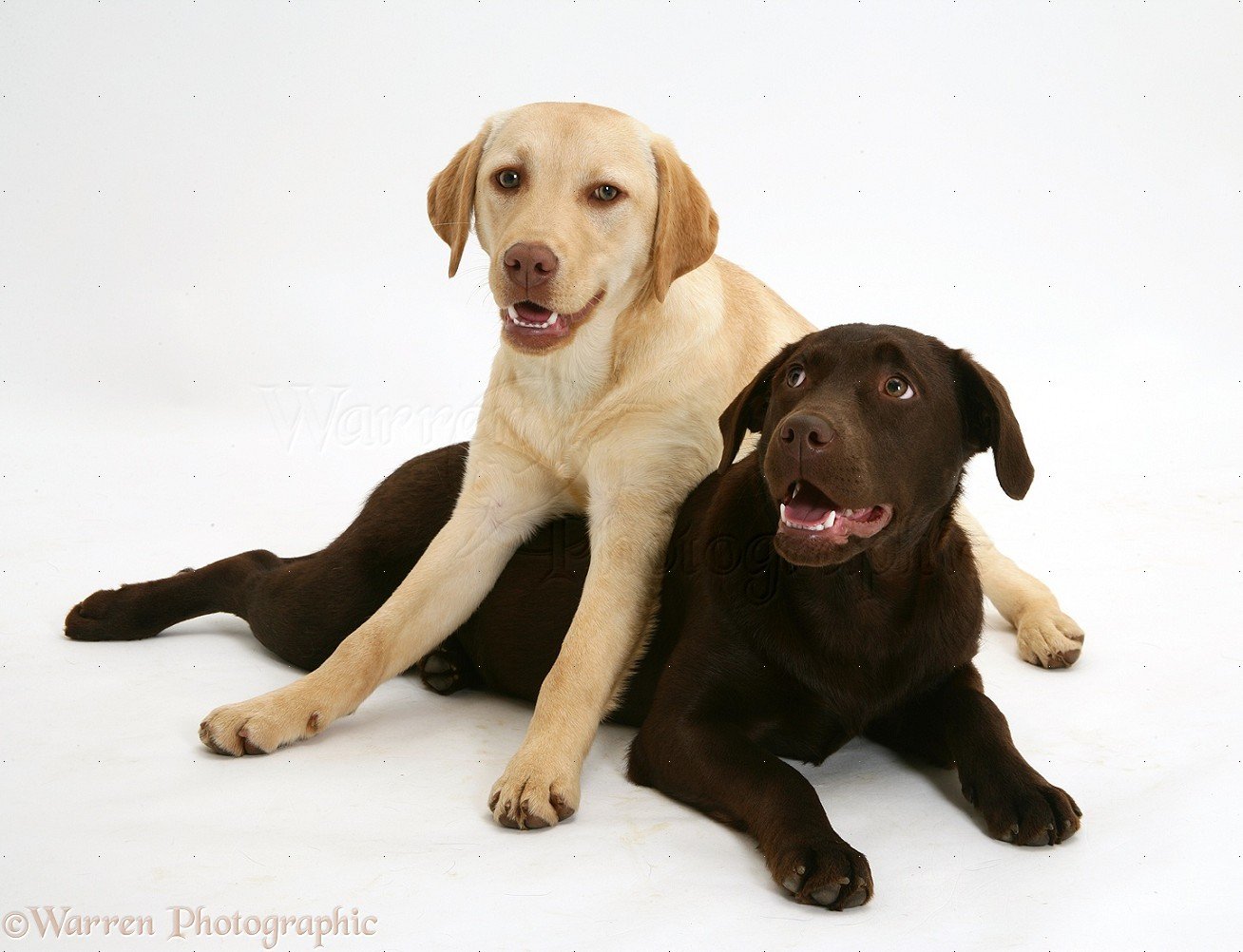 Labrador Retriever Puppy
