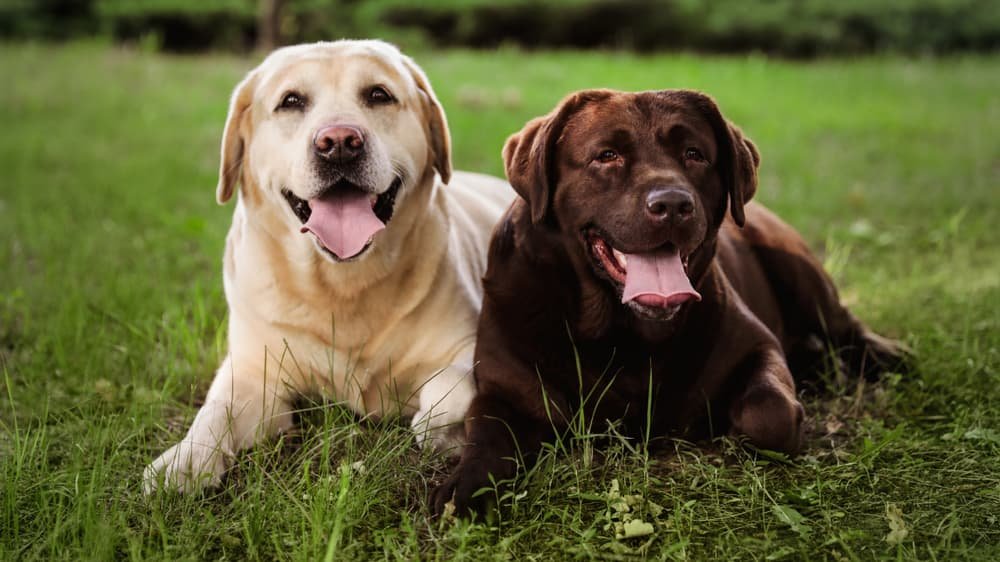 Labrador Retriever for Sale in India