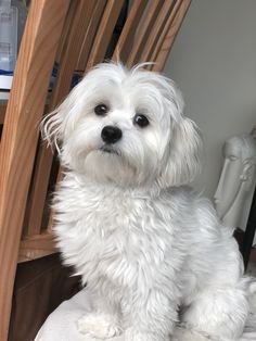 Lhasa Apso Background