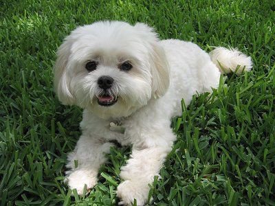 Lhasa Apso for Sale in India