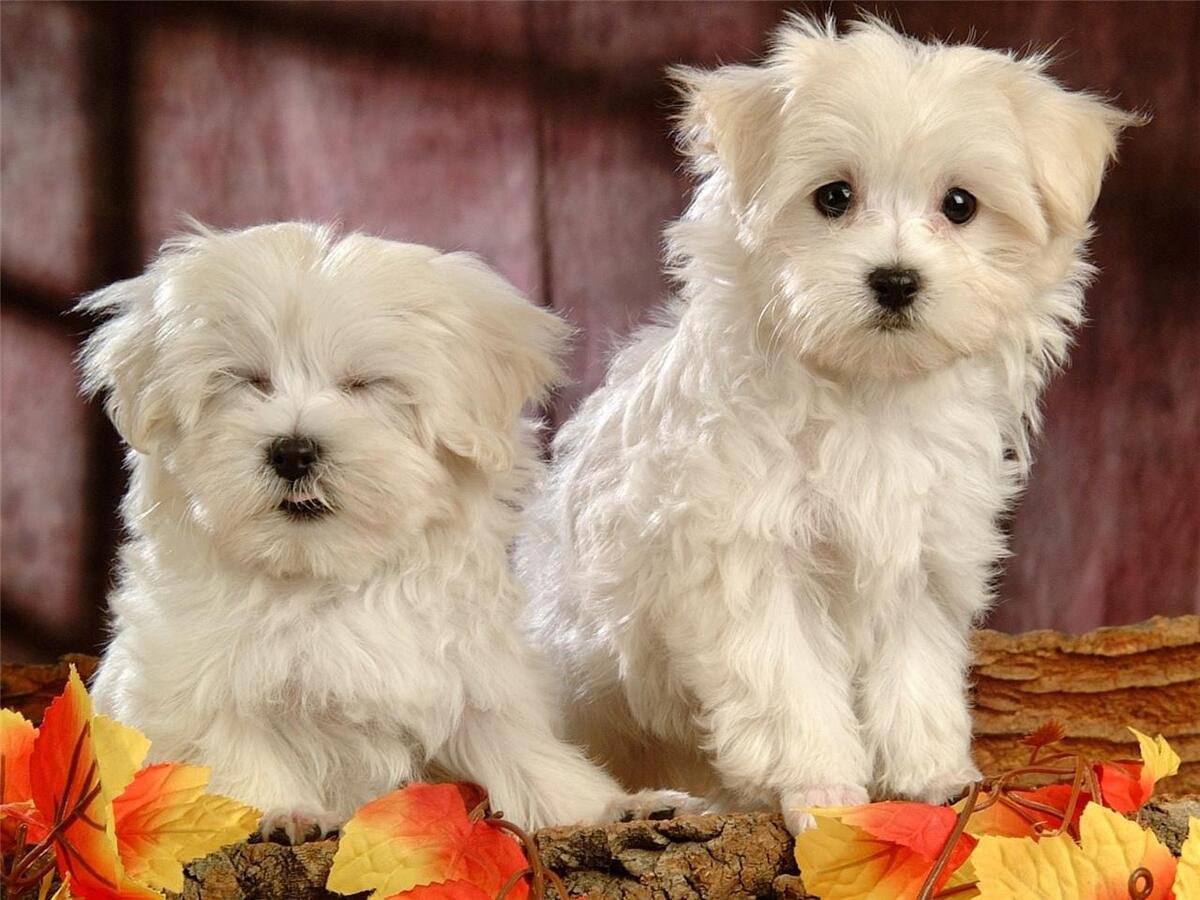 Maltese