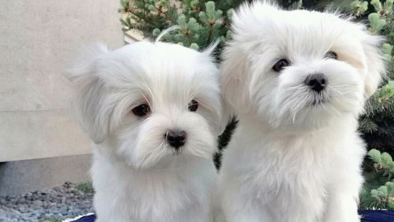 Maltese Background
