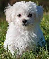 Maltese Puppy