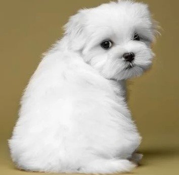 Maltese for Sale in India