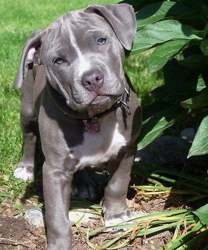 Pitbull