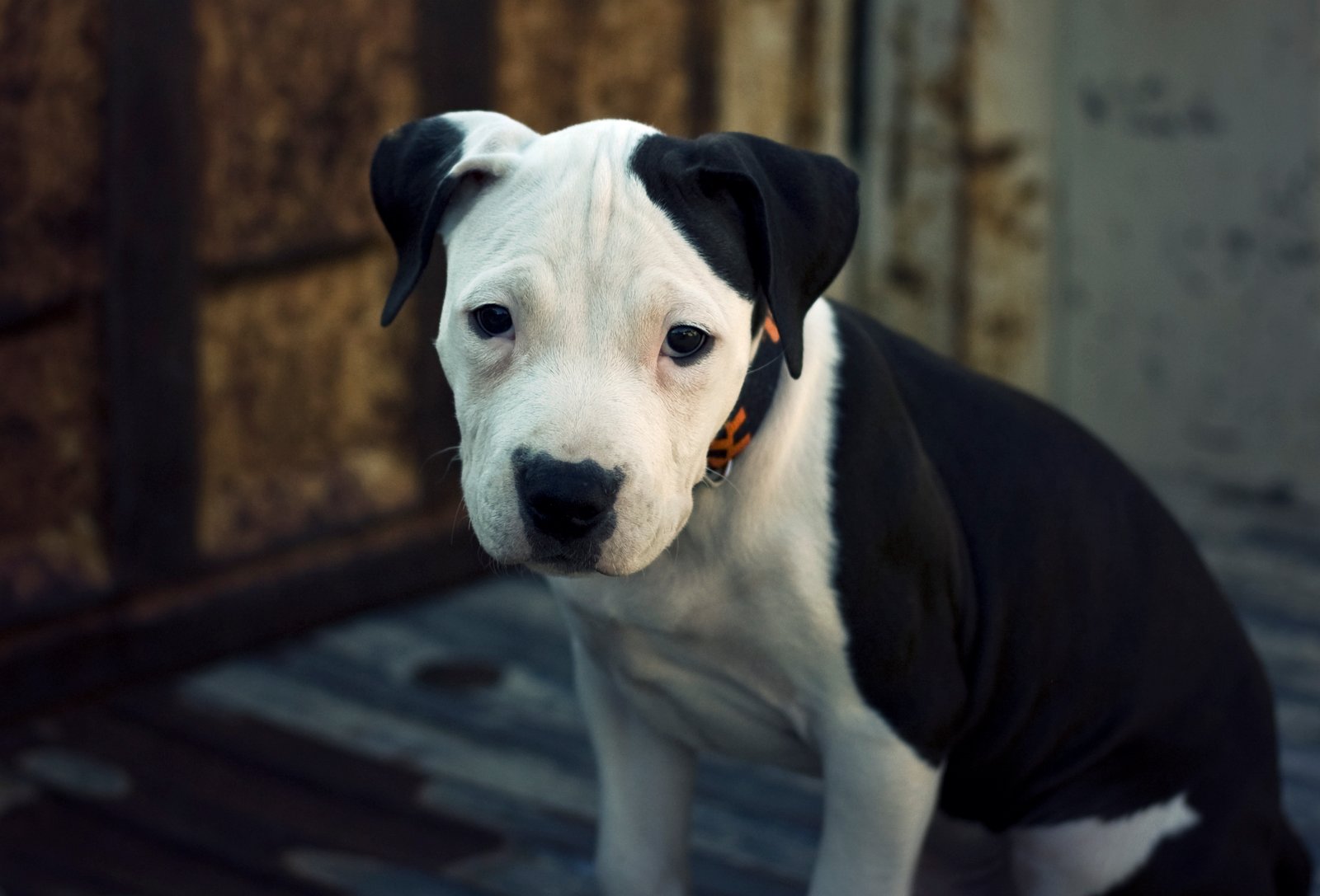 Pitbull Background